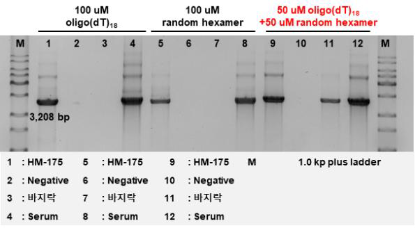 Enzyme에 따른 cDNA 합성 방법을 달리한 long template PCR 결과