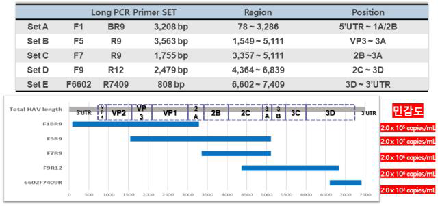 Long template PCR 개발 결과