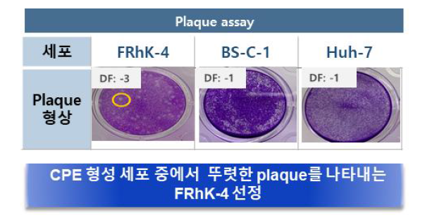 A형 간염바이러스 감수성 동물 세포 개발 대상 후보 세포에서의 plaque assay