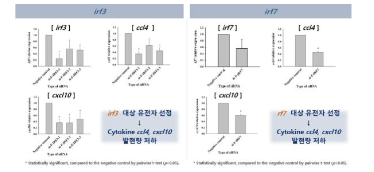 FRhK-4 세포 siRNA 도입에 따른 유전자 및 유전자 관련 cytokine 발현량 분석