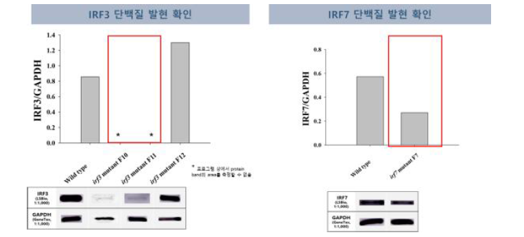 FRhk-4 세포의 단백질 발현량 변화