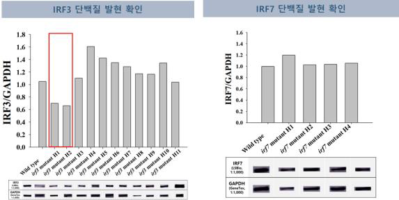 HepG2 세포의 단백질 발현량 결과