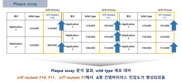 FRhk-4 cell A형 간염바이러스 감염 감수성 확인 결과