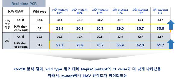 HepG2 cell A형 간염바이러스 감염 감수성 확인 결과