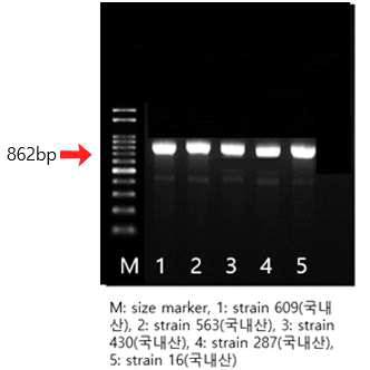 blaCTX-M-9 유전자 확인 결과