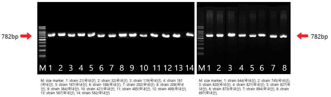 blaCTX-M-1 유전자 확인 결과