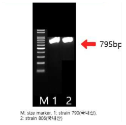 blaSHV 유전자 확인 결과