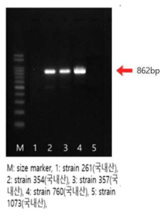 blaCTX-M-9 유전자 확인 결과