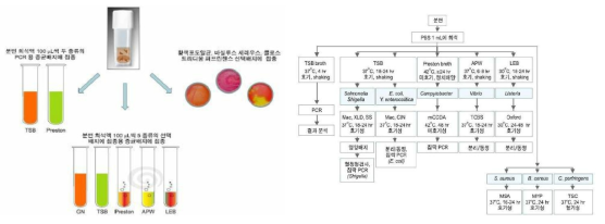 인체 검체 식중독 원인조사 시험법 모식도(좌), 수인성세균 식품매개질환 진단 모식도(우) (출처: 수인성식품매개질환 실험실 진단 지침)