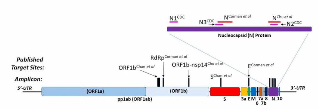 SARS-CoV-2 Genome and RT-PCR Primer/Amplicon Sites (Journal of Allergy and Clinical Immunology, Volume 146, Issue 1, July 2020, Pages 23-34)