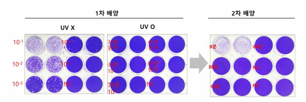 자외선 조사 후 SARS-CoV2 불활화 검증 시험 (플라크어세이)