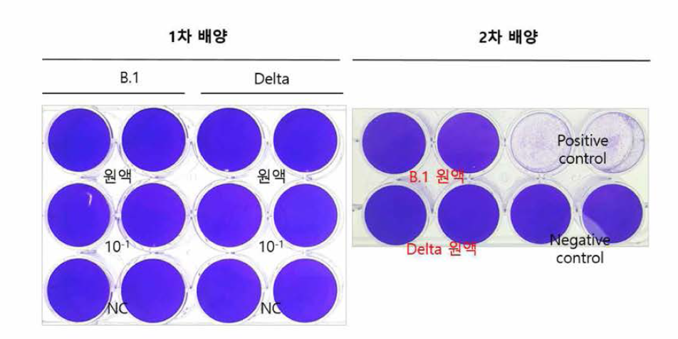 항원 표준품 후보물질 불활화 검증 (플라크어세이)