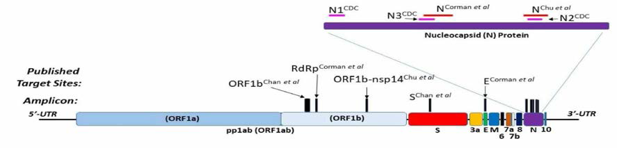 SARS-CoV-2 Genome and RT-PCR Primer/Amplicon Sites