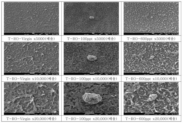 T-RO 분리막의 SEM 분석 결과