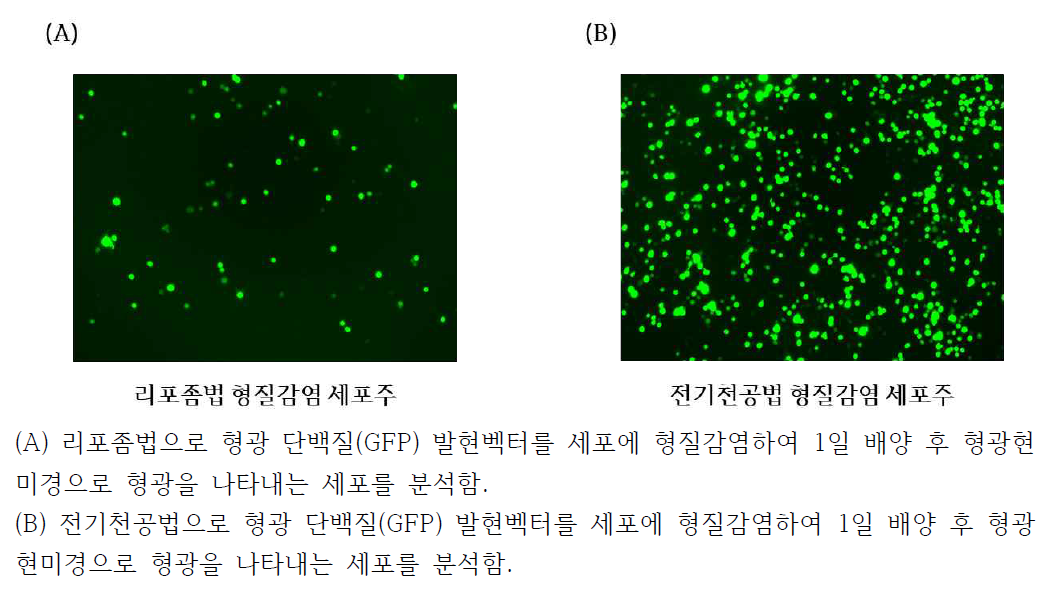 리포좀과 전기천공 형질감염법의 효율 분석