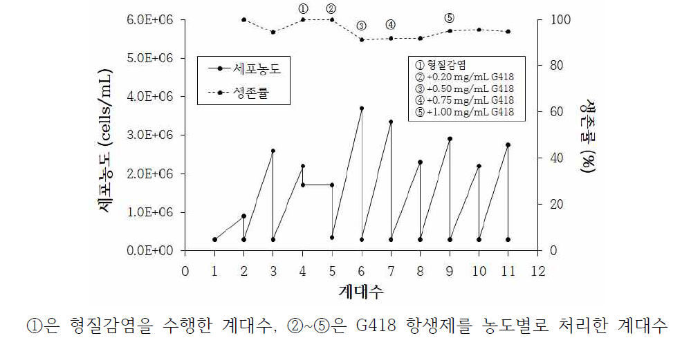 TGF-β1 형질감염 세포주의 생장곡선