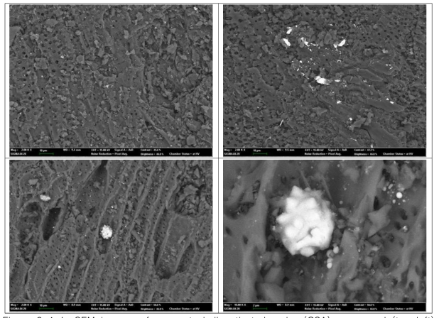 SEM images of coconut shell activated carbon(CSA) unexposed (top-left) and exposed at the hallway of building next to the platform of a railway station (top-right, bottom-left & right)
