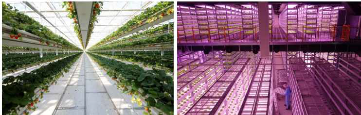 (좌) 그린플러스 사의 스마트 농장 (우)팜에이트 사의 식물공장 ※ 출처 : 스마트농업, KISTEP, 2021