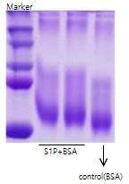 S1P 항원과 BSA 결합 여부 확인