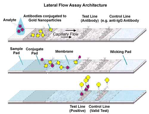 Lateral flow assay를 이용한 면역 측정 방식