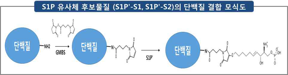 Maleimide 매개 S1P 유사체인 S1P 유사체 후보물질 (S1Pʹ-S1, S1Pʹ-S2)의 단백질 결합 모식도