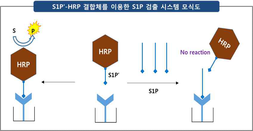 S1Pʹ-HRP 결합체를 이용한 S1P 검출 시스템 모식도: S1Pʹ을 HRP에 결합시킨 결합체는 ELISA plate에 결합된 S1P-hmAb와의 결합이 가능한데, free S1P를 처리하면 이 결합을 억제하므로 억제하는 정도에 의해 시료 내 S1P를 분석하는 원리임