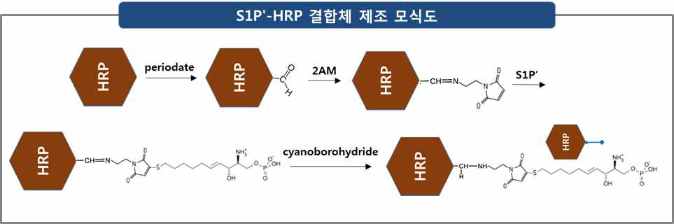 S1Pʹ-HRP 결합체 제조 모식도