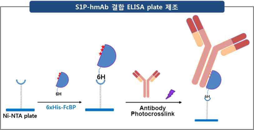 S1P-hmAb 결합 ELISA plate 제조; 광활성 FcBP을 이용한 고배향성 항체고정