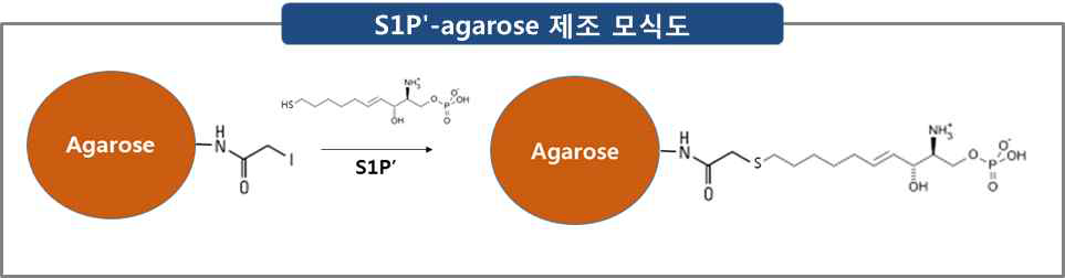 S1Pʹ-agarose 제조 모식도