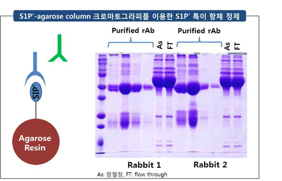 S1Pʹ-agarose column 크로마토그라피를 이용한 S1Pʹ 특이 항체 정제 (As: 항혈청, FT: flow through)