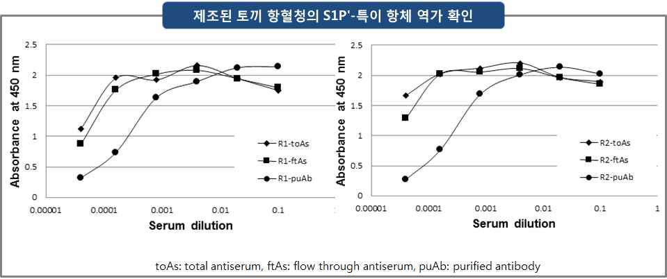 제조된 토끼 항혈청의 S1Pʹ-특이 항체 역가 확인: 전체, FT 및 정제된 항체들의 S1Pʹ-OVA와의 반응성 (toAs: total antiserum, ftAs: flow through antiserum, puAb: purified antibody)