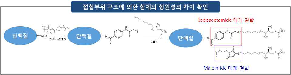 Iodoacetamide 매개 S1Pʹ의 단백질 결합 모식도 및 maleimide 매개 결합체와 접합부분 분석