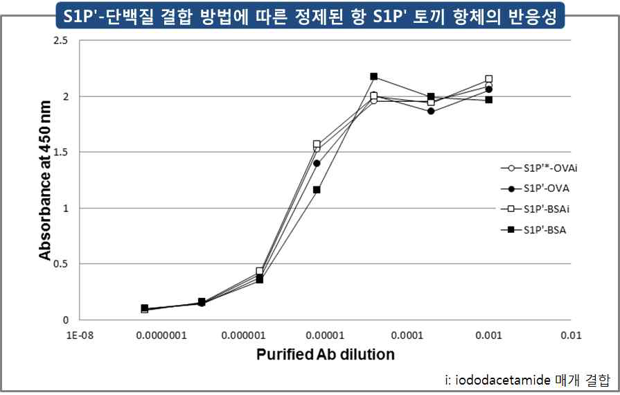 S1Pʹ-단백질 결합 방법에 따른 정제된 항 S1Pʹ 토끼 항체의 반응성