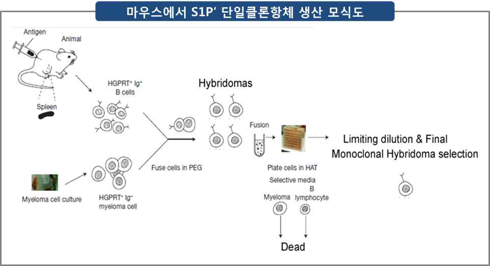 마우스에서 S1Pʹ 단일클론항체 생산 모식도