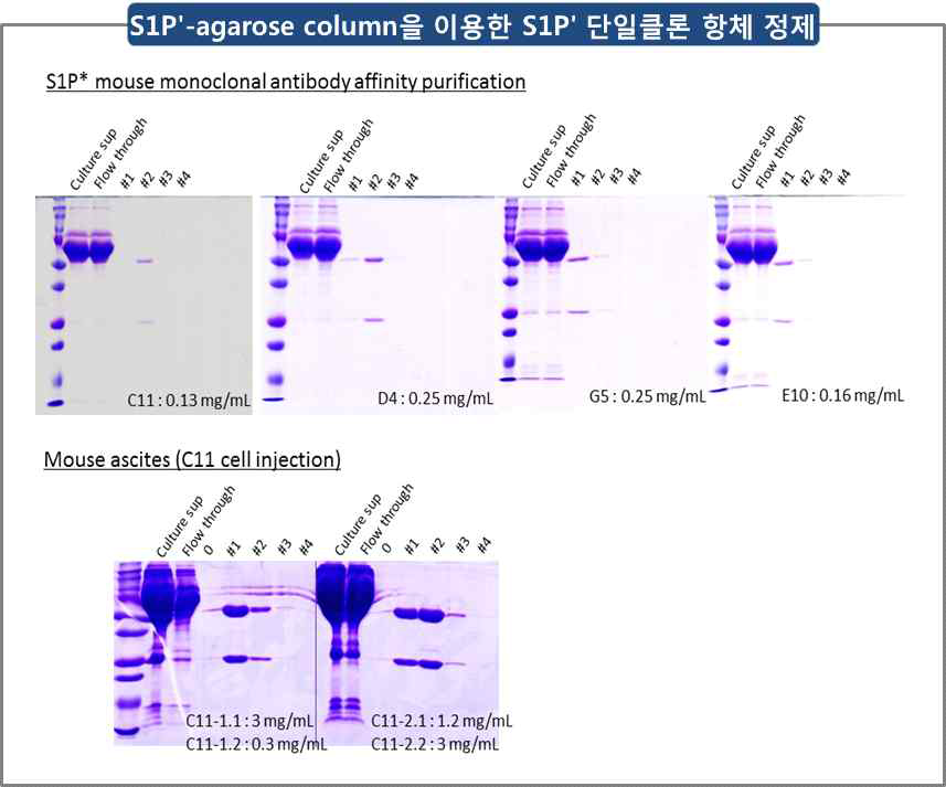 S1Pʹ-agarose column을 이용한 S1Pʹ 단일클론 항체 정제. 용출된 분획들에 포함된 항체의 농도들은 아래 표시됨