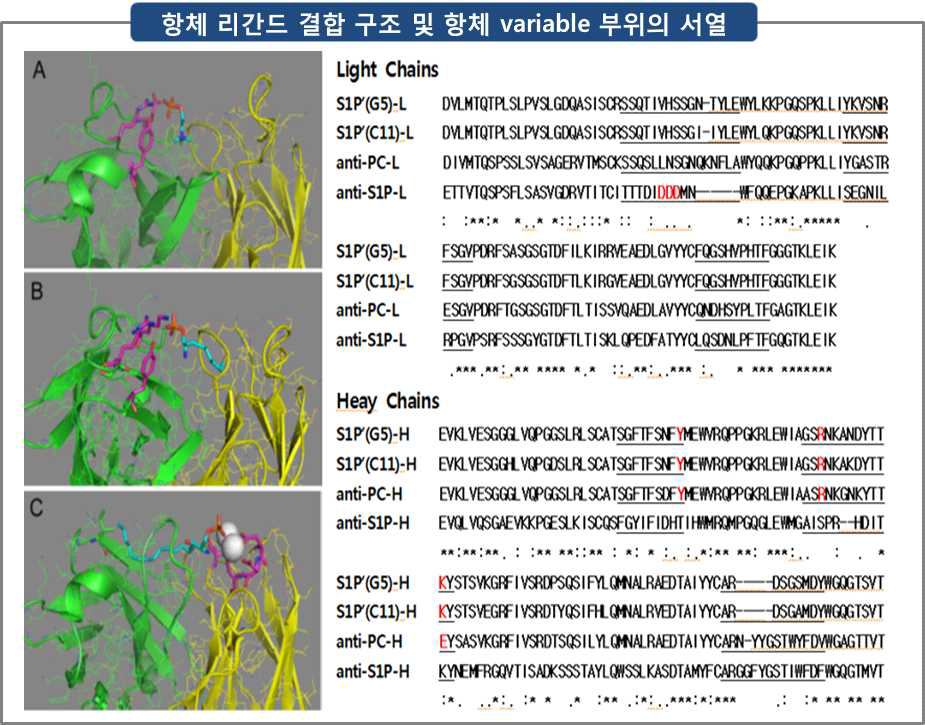 항체 리간드 결합 구조 및 항체 variable 부위의 서열. (A) phosphocholine (PC)/anti-PC mAb 결합구조 (PDB: 2MCP), (B) phosphocholine (PC)-anti-PC mAb 결합구조로부터 유추한 S1Pʹ/S1Pʹ-mAb 결합 예상구조, 및 (C) S1P/anti-S1P mAb 결합구조 (PDB: 3I9G). 서열에서 적색 아미노산 잔기들은 인산기와 결합이 예상되는 잔기들이며, 밑줄은 CDR 부위들을 나타냄