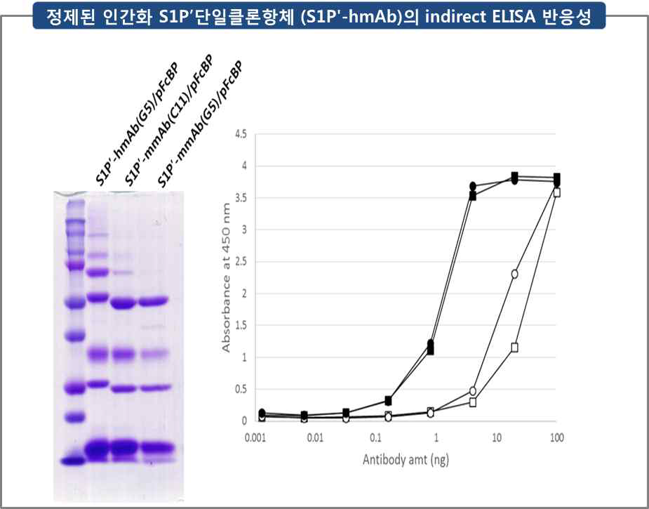 정제된 인간화 S1Pʹ 단일클론항체 (S1Pʹ-hmAb)의 indirect ELISA 반응성. S1Pʹ-mmAb (C11, G5)를 인간화시킨 S1Pʹ-hmAb의 pFcBP에 대한 공유결합 형성능을 SDS-PAGE로 분석하였으며, indirsct ELISA로 코팅된 S1Pʹ-BSA와의 결합력을 분석하였음. ●: S1Pʹ-mmAb C11, ■: S1Pʹ-mmAb G5, ○: S1Pʹ-hmAb C11, □: S1Pʹ-hmAb G5