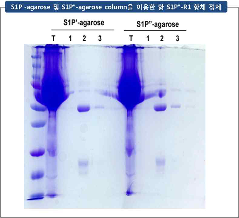S1Pʹ-agarose 및 S1Pʺ-agarose column을 이용한 항 S1Pʺ-R1 항체 정제 T: 전체항혈청, 1-3: 정제된 항체 분획