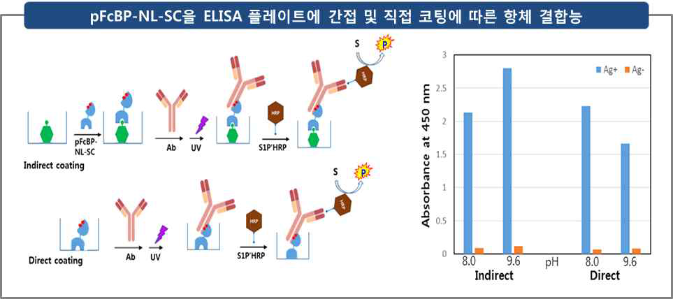 pFcBP-NL-SC을 ELISA 플레이트에 pH 8.0 및 9.6에서 간접 (Indirect) 및 직접 (Direct) 코팅에 따른 항체 결합능