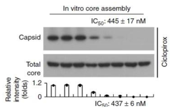 Effect of ciclopirox on in vitro HBV capsid assembly