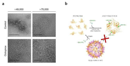 Effect of ciclopirox on intracellular HBV capsid assembly. a) EM of the effect of ciclopirox on in vitro capsid assembly. b) Inhibitory mechanism of ciclopirox