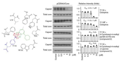 Schematic depiction of the HBV and effects of mutation of Y118 and chemical modification of ciclopirox olamine