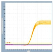 감염병 3종 target 용 multiplex real-time PCR