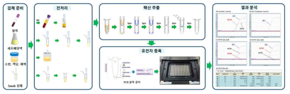 분자진단 과정 모식도