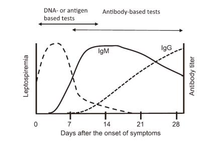 렙토스피라증 환자의 혈액에서 항체와 균혈증의 kinetics