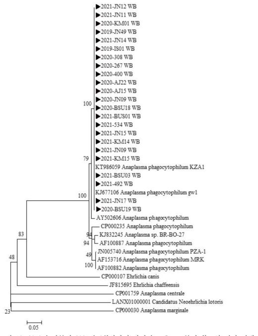 2019년 말부터 2021년 6월말까지 다기관 코호트로부터 확보한 임상 검체 (n=14)에서 확인한 A. phagocytophilum ankA 유전자 서열과 GeneBank에서 얻은 다양한 Anaplasma/Ehrlichia 종들의 ankA 유전자 서열을 토대로 제작된 phylogenetic tree