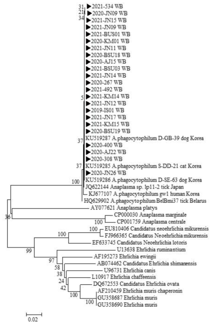 2019년 말부터 2021년 6월말까지 다기관 코호트로부터 확보한 임상 검체에서 확인한 A. phagocytophilum groEL 유전자 서열과 GeneBank에서 얻은 다양한 Anaplasma/Ehrlichia 종들의 groEL 유전자 서열을 토대로 제작된 phylogenetic tree
