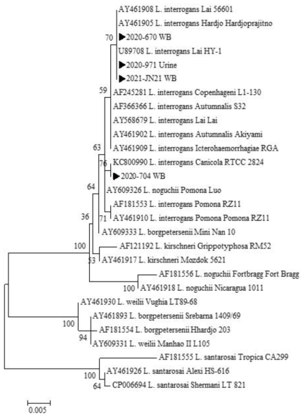 2019년 말부터 2021년 6월말까지 다기관 코호트로부터 확보한 임상 검체 (n=4)에서 확인한 L. interrogans-specific hapI 유전자 서열과 GeneBank에서 얻은 다양한 L. interrogans의 hapI 유전자 서열을 토대로 제작된 phylogenetic tree
