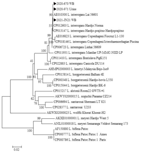 2019년 말부터 2021년 6월말까지 다기관 코호트로부터 확보한 임상 검체에서 확인한 L. interrogans-specific rpoB 유전자(n=3) 서열과 GeneBank에서 얻은 다양한 L. interrogans의 rpoB 유전자 서열을 토대로 제작된 phylogenetic tree