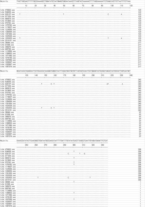 O. tsutsugamushi strain Boryong (accession no. AM494475) 내에 존재하는 tchA 유전자들의 염기서열 alignment